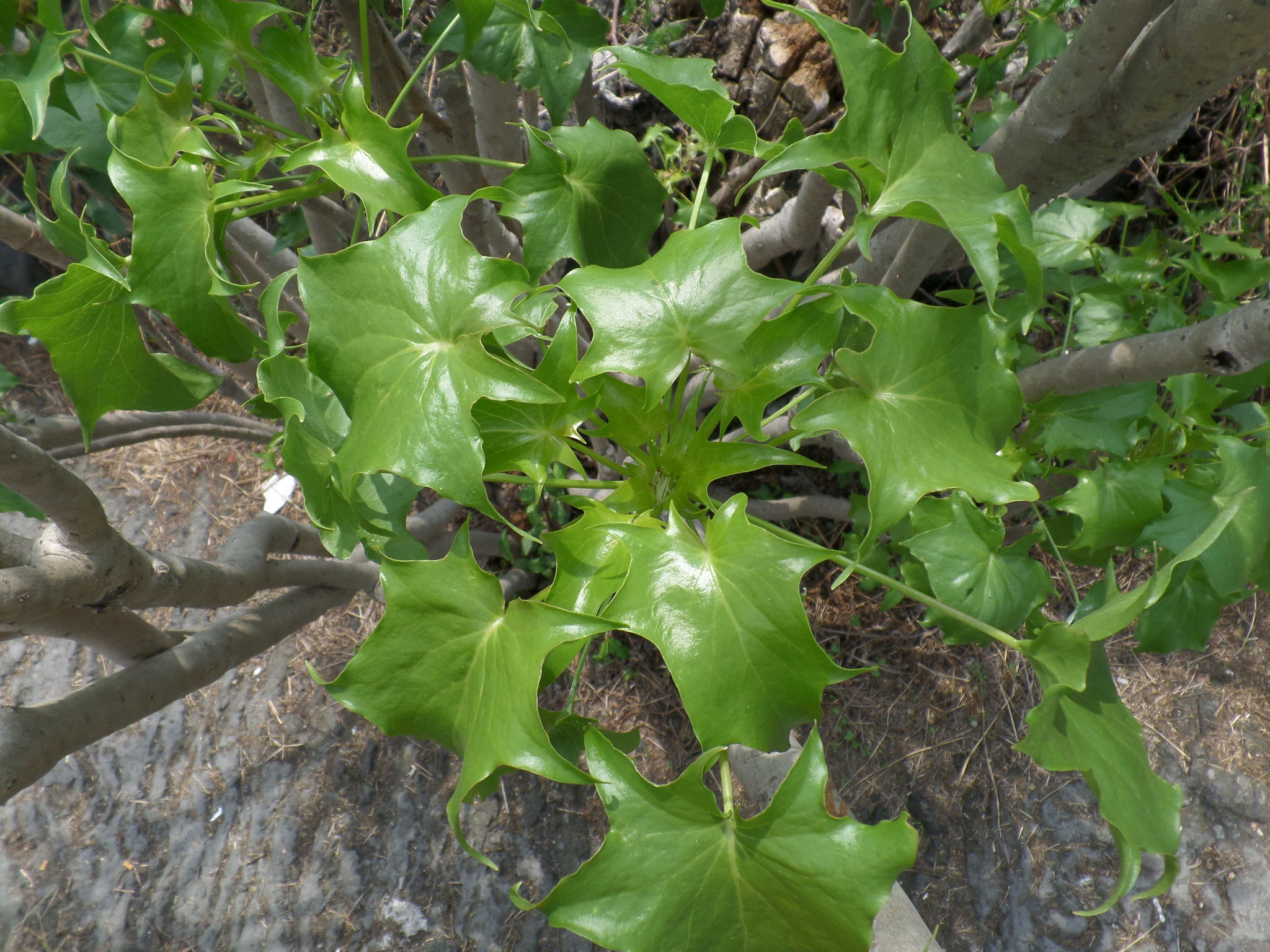 Senecio praecox